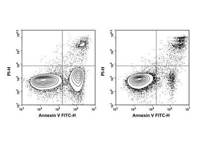 Annexin V-FITC/PI荧光双染细胞凋亡检测试剂盒